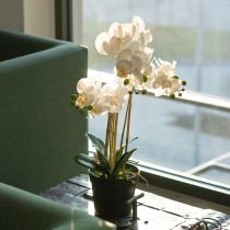 Artikel Künstliche Orchidee im Topf für ein harmonisches Ambiente weiß 60cm