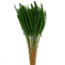 Artikel Grüne Borstenhirse Setaria viridis Trockengras 52cm 28g