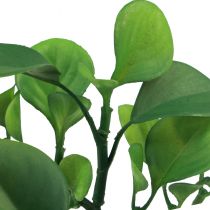 Artikel Künstliche Grünpflanze Sukkulente künstlich Grün H14cm