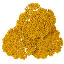 Artikel Achillea Natur Gelb Schafgarbe Trockenblumen Gelb 1kg
