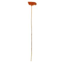 Artikel Achillea Orange Trockenblumen Schafgarbe 45-60cm 1kg