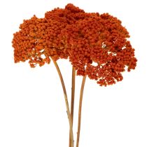 Artikel Achillea Orange Trockenblumen Schafgarbe 45-60cm 1kg