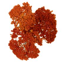 Artikel Achillea Orange Trockenblumen Schafgarbe 45-60cm 1kg
