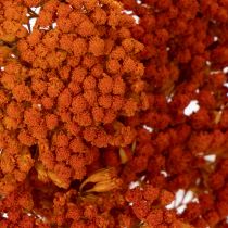Artikel Achillea Orange Trockenblumen Schafgarbe 45-60cm 1kg