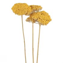 Artikel Schafgarbe Trockenblumen Deko Achillea Millefolium Gelb 3St