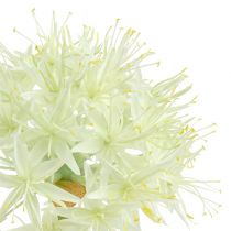 Allium Cremeweiß L76cm