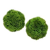 Alliumball 5cm Grün 4St