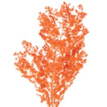 Artikel Trockenblumen Asparagus Zweig Zierspargel gefärbt 65cm 80g