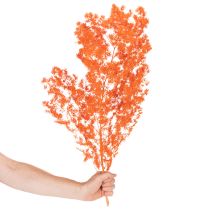 Artikel Trockenblumen Asparagus Zweig Zierspargel gefärbt 65cm 80g