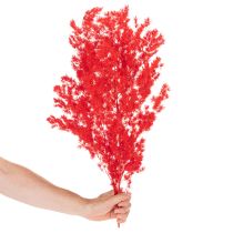 Artikel Getrockneter Asparagus Bund für floristische Arrangements 65cm 80g