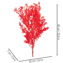 Artikel Getrockneter Asparagus Bund für floristische Arrangements 65cm 80g