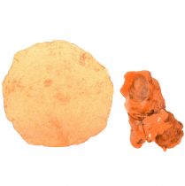 Artikel Austern Muscheln Capizscheiben im Netz Orange 3,5–9,5cm 2St