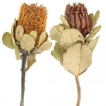 Artikel Banksia coccinea Trockenblumen Natur 10St