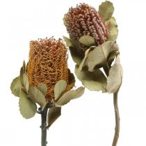 Artikel Banksia coccinea Trockenblumen Natur 10St