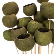 Artikel Bell Cup am Stiel Grün Getrocknete Exoten 5cm 15St