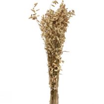 Artikel Trockenblume Zittergras Natur Briza Ziergras 60cm 100g