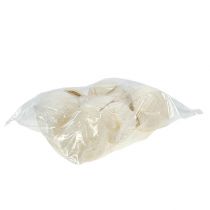 Artikel Buddha Nut gebleicht 10 St