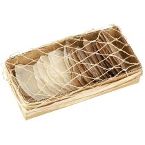 Artikel Capiz Scheiben in Natur Gold Muschel Schalen 60 St