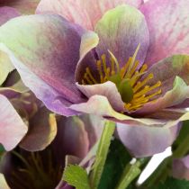 Artikel Kunstblume Christrose Bund mit violetten Blüten 35cm 6St
