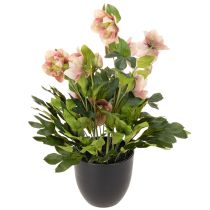 Artikel Helleborus künstlich Topfpflanze Christrose für Wohnraumdeko 50cm