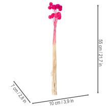 Artikel Craspedia Trockenblumen Bund für Floristik 55cm 20St