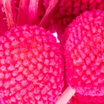 Artikel Craspedia Trockenblumen Bund für Floristik 55cm 20St