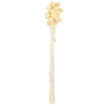 Artikel Craspedia Trockenblumen Creme Dekoration 20 Stk 50-55cm