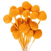 Artikel Craspedia Trockenblumen Strauß 55cm 20St