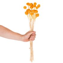 Artikel Craspedia Trockenblumen Strauß 55cm 20St