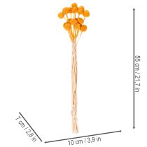 Artikel Craspedia Trockenblumen Strauß 55cm 20St
