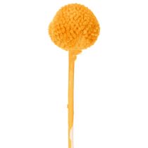 Artikel Craspedia Trockenblumen Strauß 55cm 20St