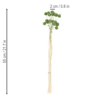 Artikel Trockenblumen Craspedia Kugeln für stilvolle Herbstdekorationen 55cm 20St