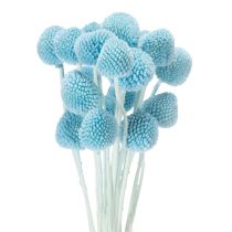 Artikel Craspedia Trockenblumen Deko für Vase minimalistischer Stil Haltbare Sommerdeko 55cm 20St