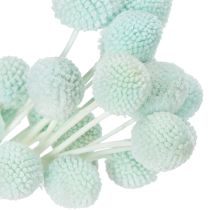 Artikel Trockenblumen Craspedia Strauß dekorativ für Wohnzimmer Tischdeko Hochzeit 55cm 20St