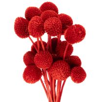 Artikel Trockenblumen Craspedia gefärbt mit langem Stiel 55cm 20St