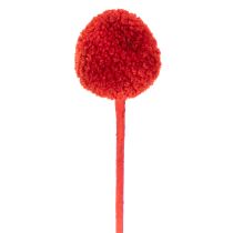 Artikel Trockenblumen Craspedia gefärbt mit langem Stiel 55cm 20St