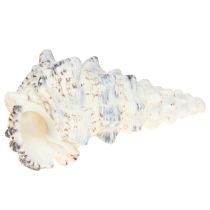 Artikel Deko Schneckenhäuser Schwarz Weiß, Muschel Naturdeko 1kg