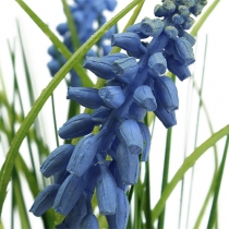 Artikel Hyazinthen künstlich im Topf Blau 24cm