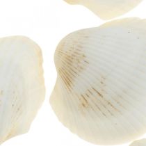 Dekomuschel Weiß Echte Muscheln im Bastnetz Deko maritim 400g