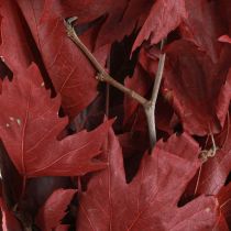 Artikel Dekozweige Ahorn Blätter Deko Ahornblätter Rot 50-60cm 100g