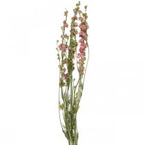 Trockenblume Rittersporn, Delphinium Rosa, Trockenfloristik L64cm 25g