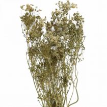 Trockenblumen Dill Natur Trockenfloristik 50cm 20St