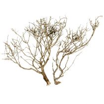 Dry Tree Natur 500gr