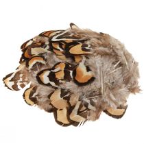 Artikel Echte Vogelfedern Deko Federn gestreift 3-4cm 60 St