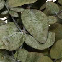 Artikel Eukalyptus Konserviert Deko Zweige Blätter rund Trockendeko Grün 150g