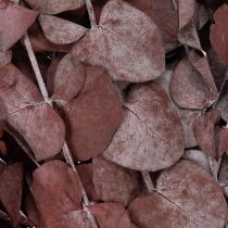 Artikel Eukalyptuszweige Eukalyptus konserviert Trockenblumen Rot 75cm 150g