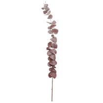 Artikel Eukalyptuszweige Eukalyptus konserviert Trockenblumen Rot 75cm 150g