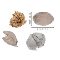 Artikel Potpourri Tischdeko mit Schalenfrüchten für natürliche Sommeratmosphäre