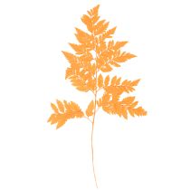 Artikel Farnzweig getrocknet konserviert für Floristik Herbstdeko 42cm 10St