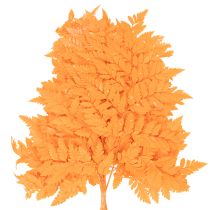 Artikel Farnzweig getrocknet konserviert für Floristik Herbstdeko 42cm 10St